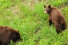 1-start-bears23