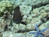 6-under-water-230