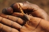 baringo-26