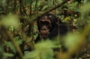 5-mf_chimpanzees31