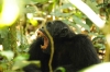 5-mf_chimpanzees33