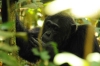 5-mf_chimpanzees34