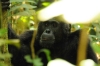5-mf_chimpanzees35