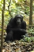 5-mf_chimpanzees36